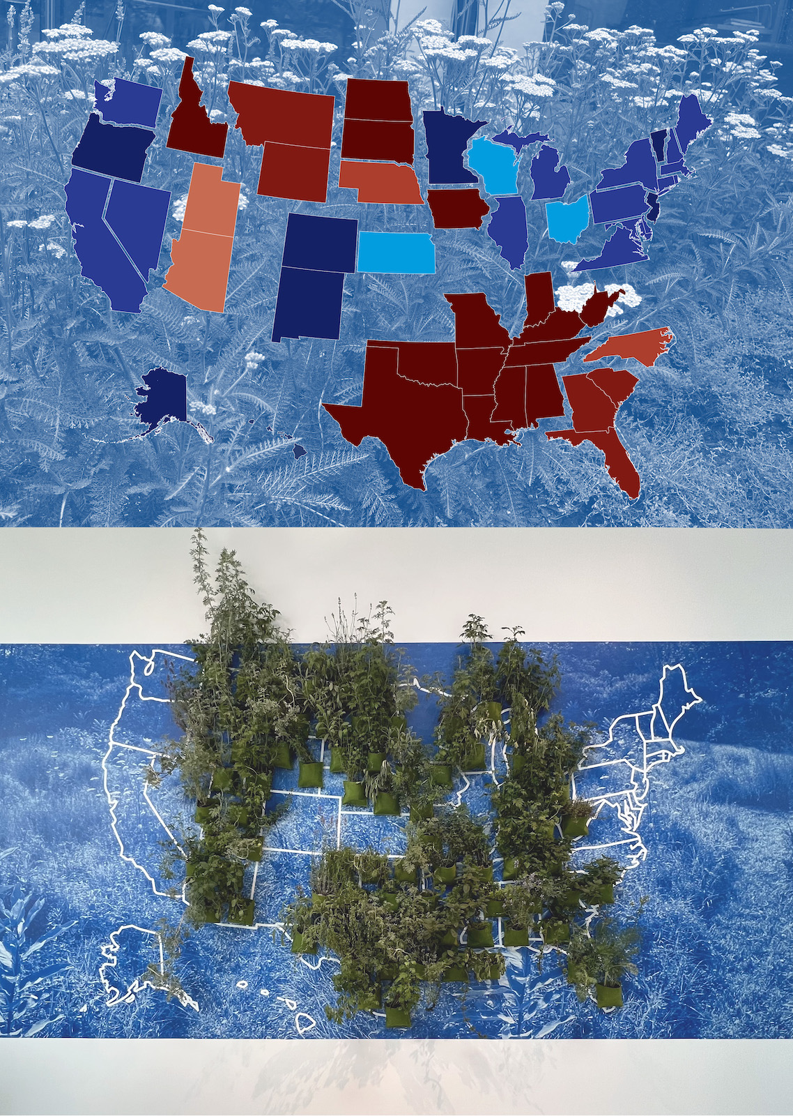 An image of two maps of the United States. The top map shows the country broken into clusters of states by color. The bottom map shows plants growing out of specific states.